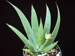 Maxillaria valenzuela