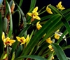 Maxillaria variabilis