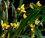 Maxillaria variabilis