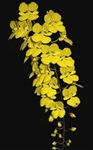 Oncidium onusta 'Yellow Butterflies'
