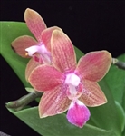 Phalaenopsis Kuntrarti Rarashati 'Cooperstate' HCC/AOS (equestris x venosa)