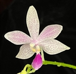 Phalaenopsis Yang Yang 'Blueberries' x equestris var. coerulea