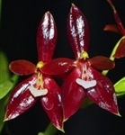 Phalaenopsis cornu-cervi v. chattaladae