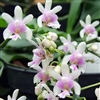 Phalaenopsis deliciosum