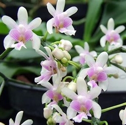 Phalaenopsis deliciosum
