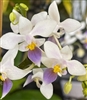 Phalaenopsis equestris f. cyanochila 'Toshie'