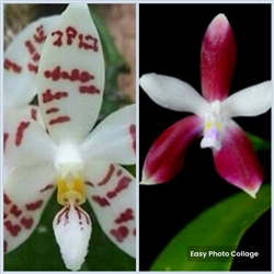 Phalaenopsis tetraspis v. speciosa