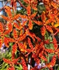 Renanthera Wynn McPheeters 'Pauwela Cardinal'