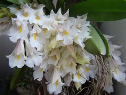 Rodriguezia fragrans