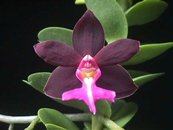 Trichoglottis atropurpurea