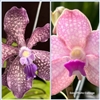 Vanda Arjuna x V. Sandra Gail Hatos