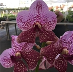 Vanda Kultana Delight x sanderiana