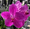 Vanda Madame Udomsri x sanderiana