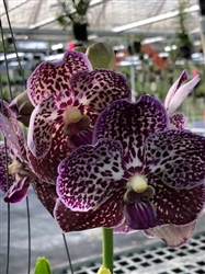 Vanda Richard Peterson (Madame Rattana x Gordon Dillon)