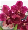 Vanda Taveesuksa x Ascda. Lena Kamolphan