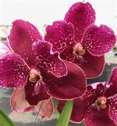 Vanda Taveesuksa x Ascda. Lena Kamolphan