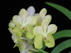 Vanda Denisander species