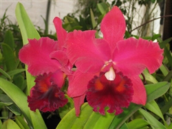 Blc. Fort Watson 'Mendenhall',