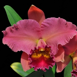 Blc. Sharon Forsythe 'Orange Red',