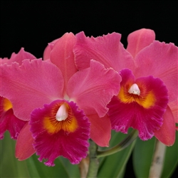 Blc. Volcano Delight 'Volcano Queen'