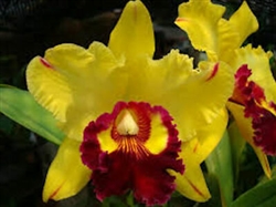 Blc. Yingluck Smile 'New Dayâ€™