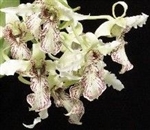 Dendrobium Joyce Kelly (spectabile x johnsoniae)
