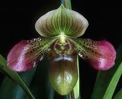 Paphiopedilum Shirley Amundson (hookerae x acmodontum)