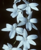 Aerangis modesta