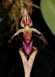 bulbophyllum appendiculatum