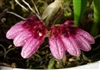 Bulbophyllum curtisii