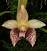 Bulbophyllum facetum