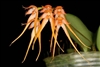 Bulbophyllum taiwanense