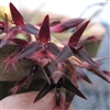 Bulbophyllum tremulum