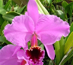 Cattleya percivaliana