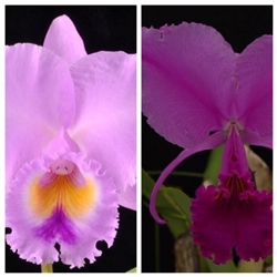 Cattleya trianae 'Full Moon'AM/AOS x Sangre De Toro 'Hernando Garcia'