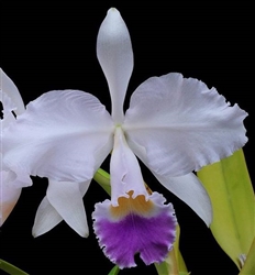 Cattleya trianae v. coerulea