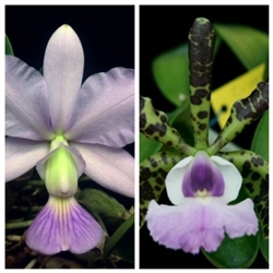 Cattleya walkeriana coerulea 'Terra Azul' x aclandiae v. coerulea