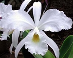 Cattleya warneri v. alba