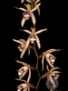 Coelogyne pulverula