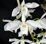 Dendrobium anosmum v. alba (AKA Honohono)