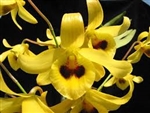 Dendrobium friedericksianum