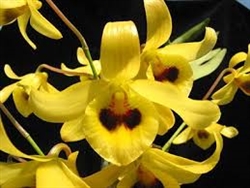 Dendrobium friedericksianum