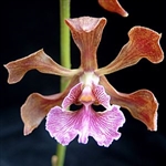 Encyclia hanburyi