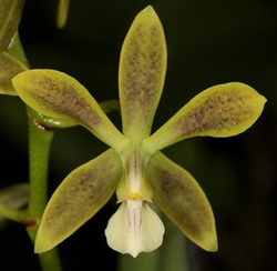 Encyclia patens