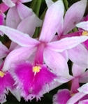 Epidendrum calanthum