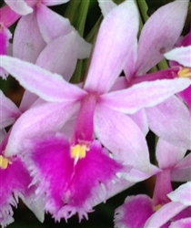 Epidendrum calanthum