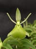 Epidendrum porpax v. alba 'Tiny Green'