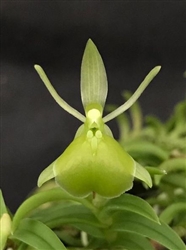 Epidendrum porpax v. alba