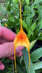 Masdevallia Keiko Komoda 'Liquid Gold'