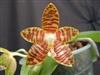 Phalaenopsis amboinensis